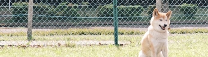 飼い主と休憩をするペット