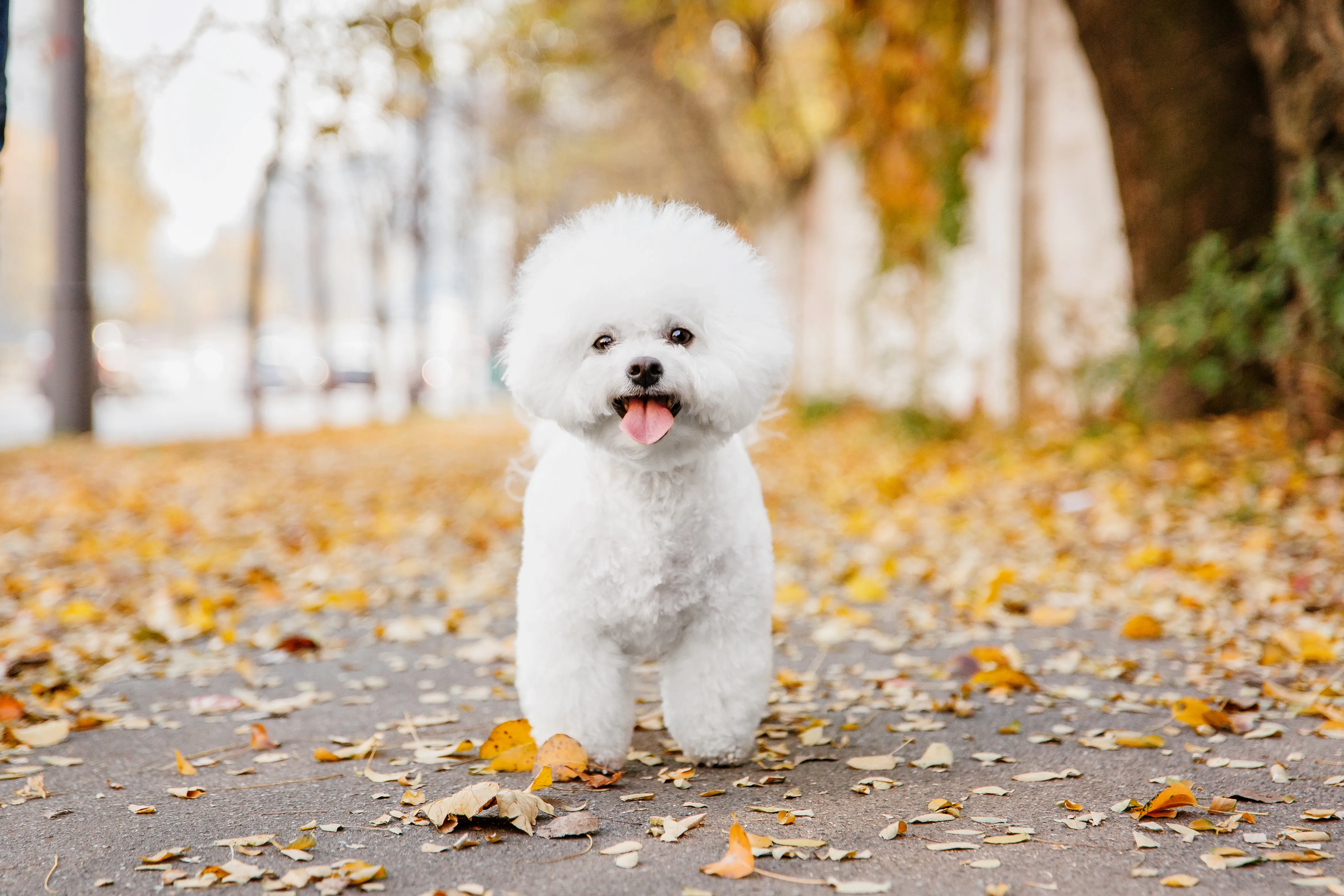 公園で笑顔で遊ぶ犬の画像