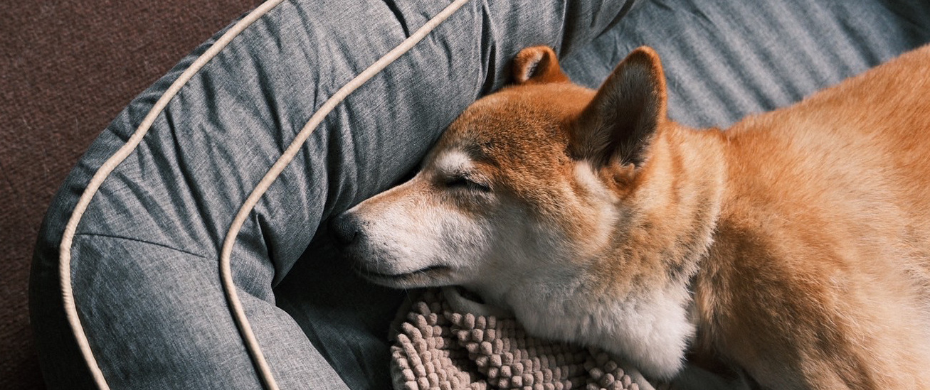 睡眠している犬の画像