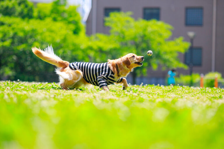 犬が芝生で安心して遊んでいる画像