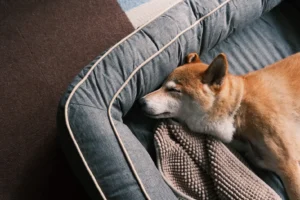 ペットシッター料金相場｜犬・猫・泊まり込み1日依頼の料金