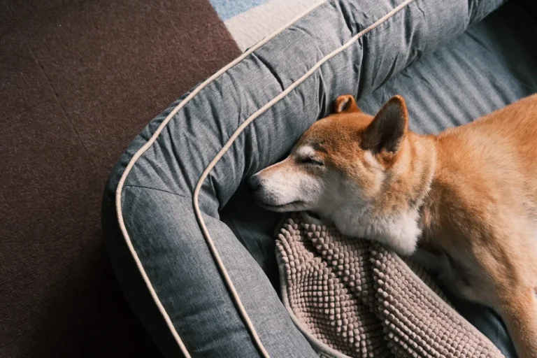ぐっすり休む柴犬