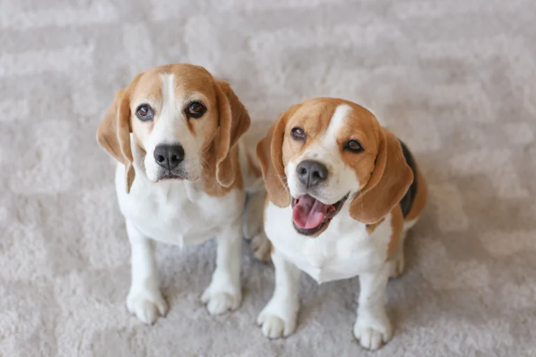こちらを見つめる2匹の犬