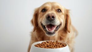 ドッグフード完全ガイド｜選び方・年齢/犬種/悩み別・給餌量・保存・価格・ランキング比較