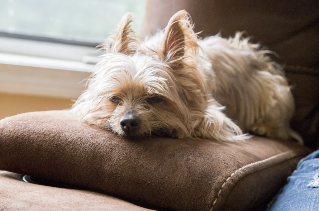 シニア犬が家で休んでいる画像