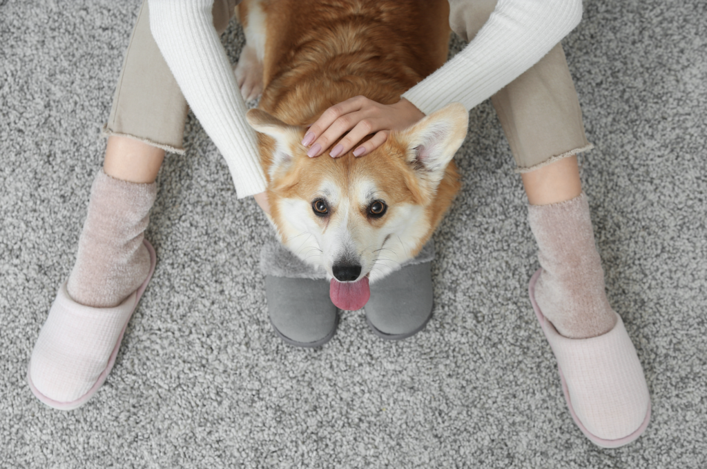柴犬がこちらを見ている画像